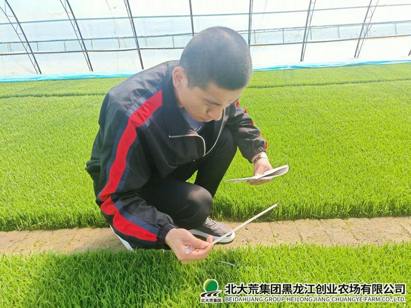 20260426秧苗管理_副本800.jpg